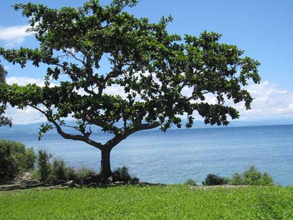 Beautiful Beachfront Very Close to Marine Sanctuary for Sale (BF-7122)