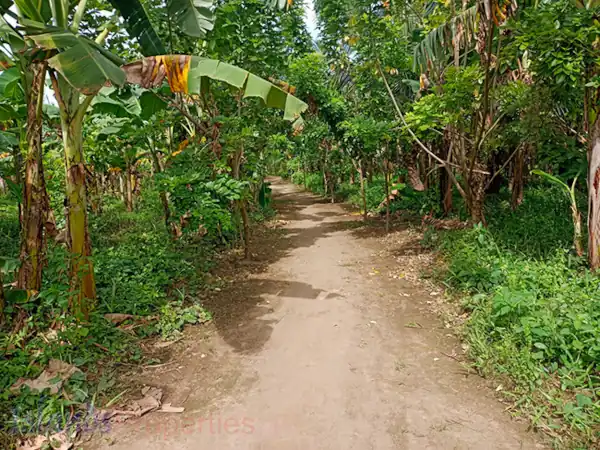 Farm for Sale in Sariaya (AG-3047)