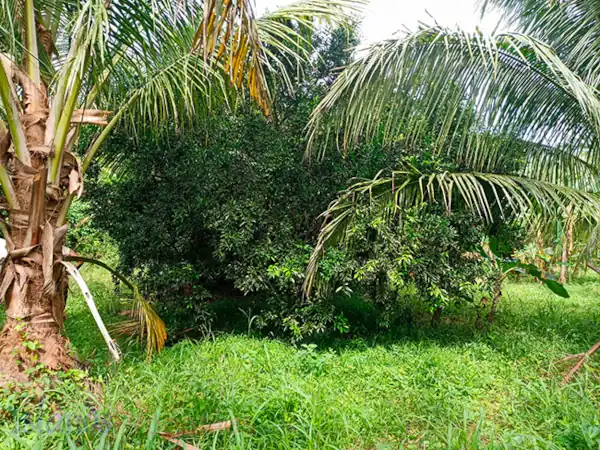 Farm for Sale in Sariaya (AG-3047)