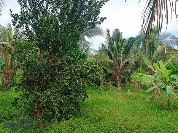 Farm for Sale in Sariaya (AG-3047)