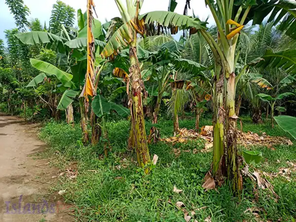 Farm for Sale in Sariaya (AG-3047)