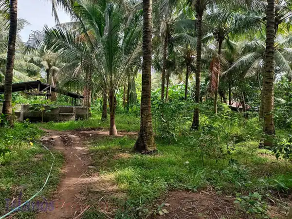 Farm for Sale in Sariaya (AG-3047)