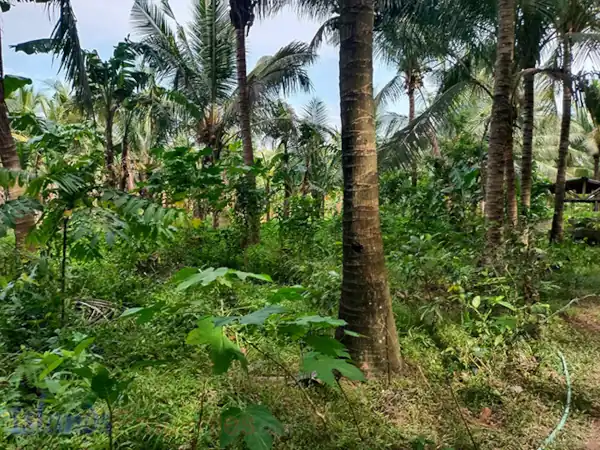 Farm for Sale in Sariaya (AG-3047)