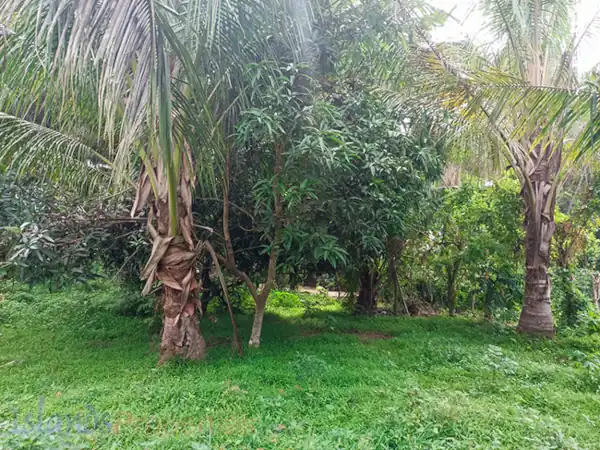 Farm for Sale in Sariaya (AG-3047)