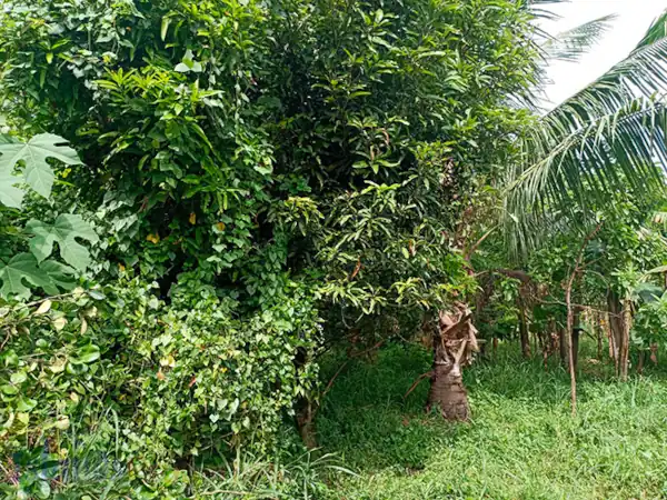 Farm for Sale in Sariaya (AG-3047)