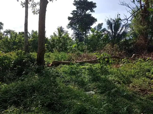 Titled Farm Lot Near Lucena City for Sale (AG-3136)