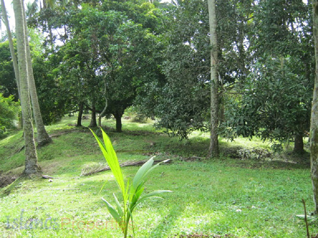 Lakeside Farm for Sale This lakeside lot is planted with more or less 60 rambutan, mango and lanzones, more or less 70 coconut trees.