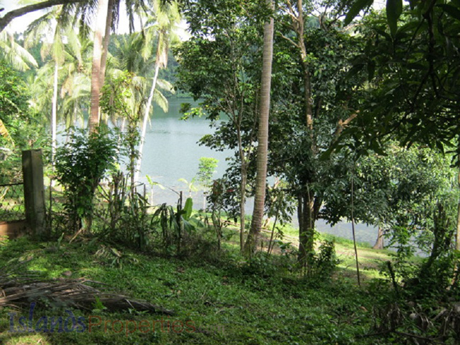 Lakeside Farm for Sale This lakeside lot is planted with more or less 60 rambutan, mango and lanzones, more or less 70 coconut trees.