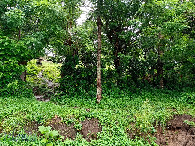 Lakeside Farm for Sale This lakeside lot is planted with more or less 60 rambutan, mango and lanzones, more or less 70 coconut trees.