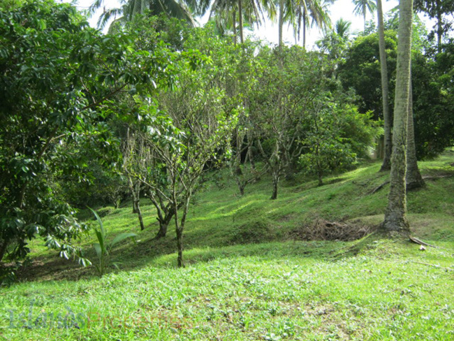 Lakeside Farm for Sale This lakeside lot is planted with more or less 60 rambutan, mango and lanzones, more or less 70 coconut trees.