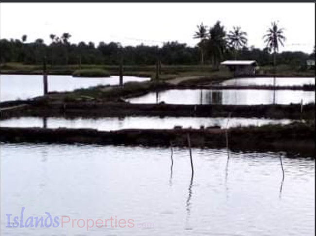 Fish Pond for Sale Total of 10 cages (pitak) for shrimps, crabs & fish.