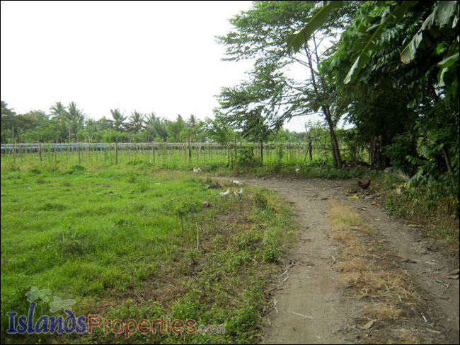 Farm Lot for Sale The whole property presently cultivated for vegetable (Eggplant) plantation.