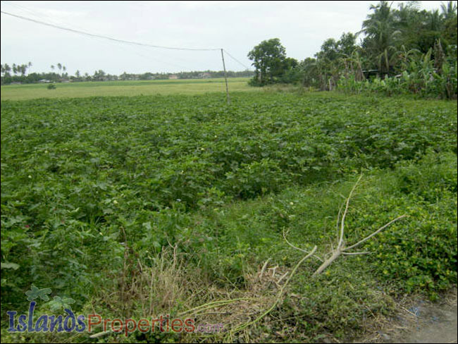 Farm Lot for Sale The whole property presently cultivated for vegetable (Eggplant) plantation.