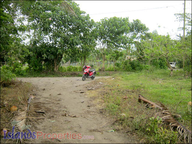 Farm Lot for Sale The whole property presently cultivated for vegetable (Eggplant) plantation. dirt road pathway