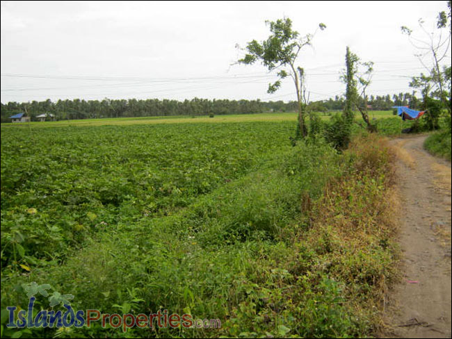 Farm Lot for Sale The whole property presently cultivated for vegetable (Eggplant) plantation.