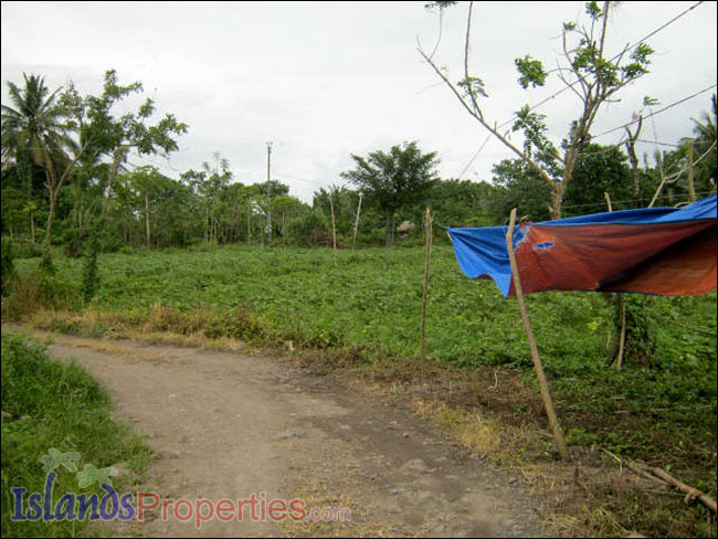 Farm Lot for Sale The whole property presently cultivated for vegetable (Eggplant) plantation. dirt road