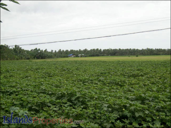 Farm Lot for Sale The whole property presently cultivated for vegetable (Eggplant) plantation.