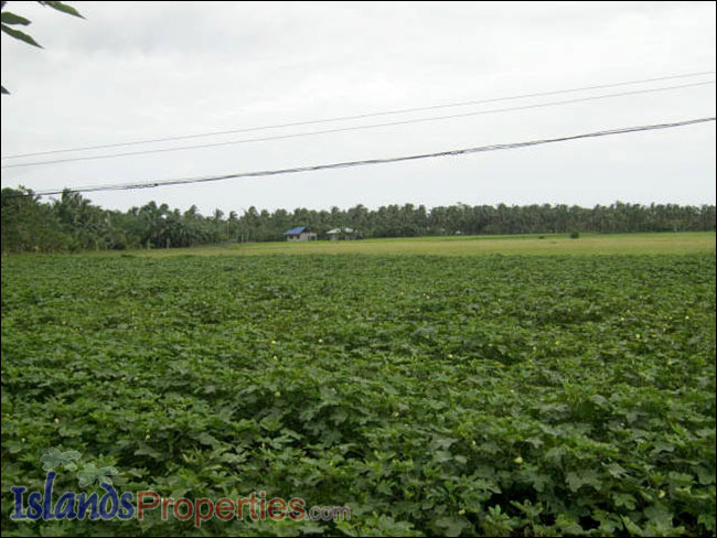 Farm Lot for Sale The whole property presently cultivated for vegetable (Eggplant) plantation.