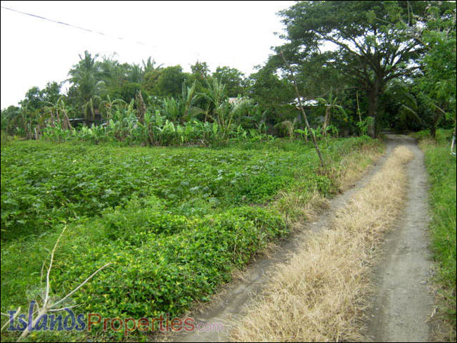 Farm Lot for Sale The whole property presently cultivated for vegetable (Eggplant) plantation.