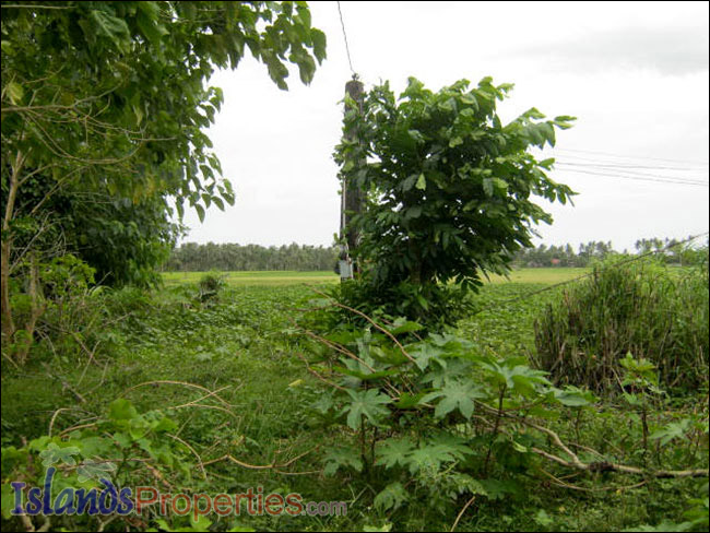 Farm Lot for Sale The whole property presently cultivated for vegetable (Eggplant) plantation.