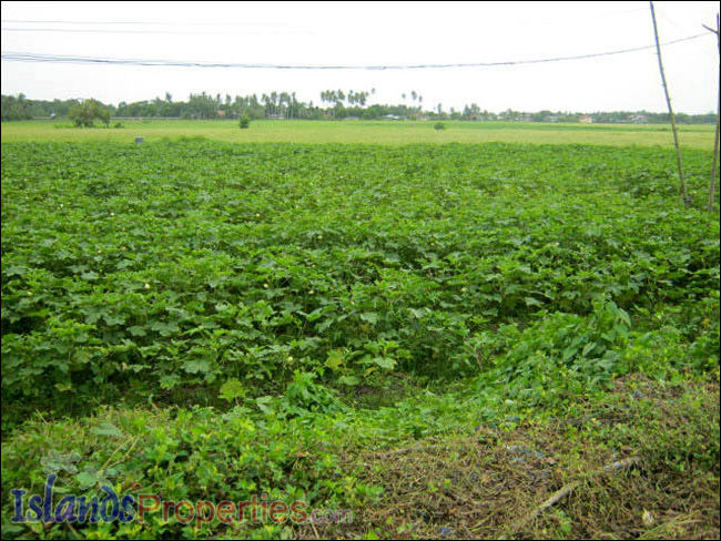 Farm Lot for Sale The whole property presently cultivated for vegetable (Eggplant) plantation.