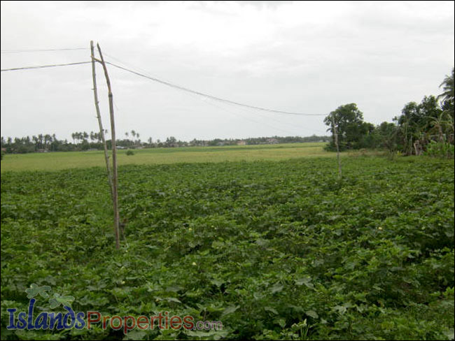 Farm Lot for Sale The whole property presently cultivated for vegetable (Eggplant) plantation.