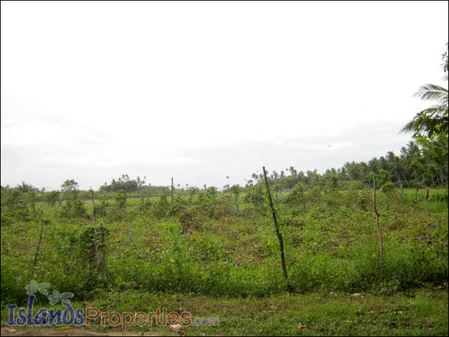 Farm Lot for Sale The whole property presently cultivated for vegetable (Eggplant) plantation.