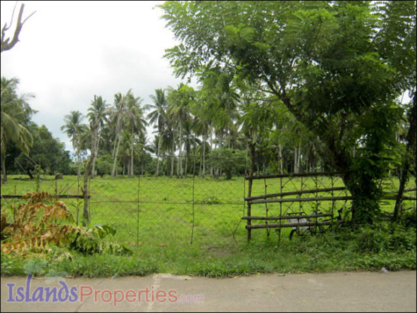 Agri Land for Sale It has perimeter fences. Planted with coconut, mango, guava, jack fruit and banana trees.