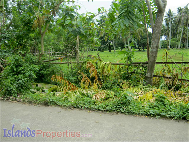 Agri Land for Sale This property is located along the concrete barangay road. It has perimeter fences. Planted with coconut, mango, guava, jack fruit and banana trees.