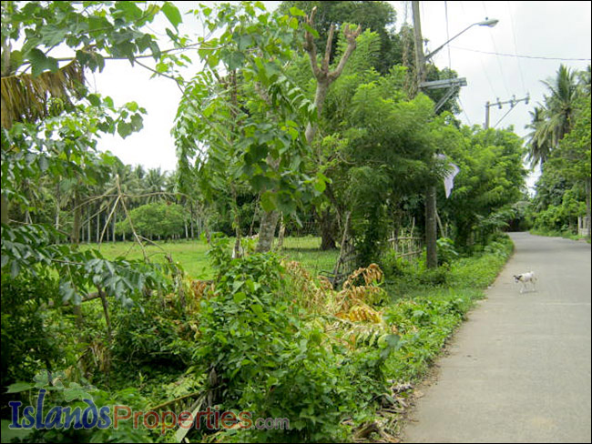 Agri Land for Sale This property is located along the concrete barangay road. It has perimeter fences. Planted with coconut, mango, guava, jack fruit and banana trees.