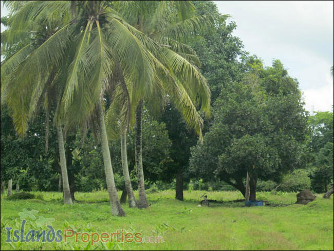 Agri Land for Sale Planted with coconut, mango, guava, jack fruit and banana trees.