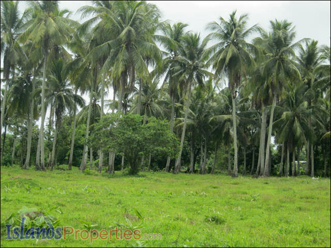 Agri Land for Sale Planted with coconut, mango, guava, jack fruit and banana trees.