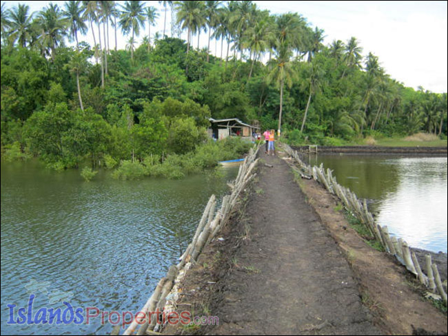 Fishpond for Sale This fishpond property is located walking distance to a concrete barangay road it has right of way.