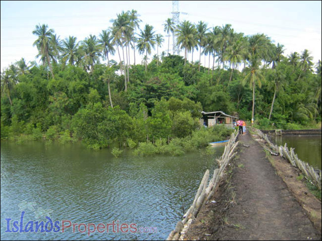 Fishpond for Sale This fishpond property is located walking distance to a concrete barangay road it has right of way.