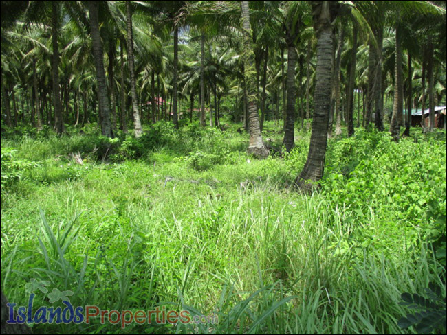 Cololand with Sea View Along Highway. Planted with fruit bearing coconut trees
