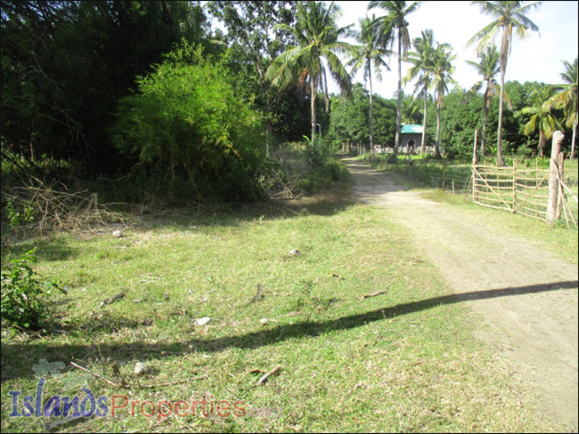 Small Farm with Mango Trees for Sale Planted with about 40 mango and fruit trees.