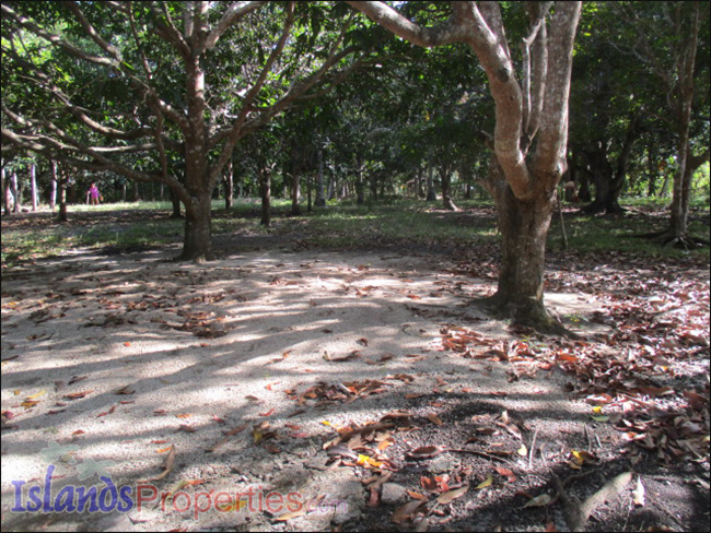 Small Farm with Mango Trees for Sale Planted with about 40 mango and fruit trees.