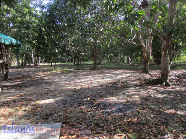 Small Farm with Mango Trees for Sale Planted with about 40 mango and fruit trees.