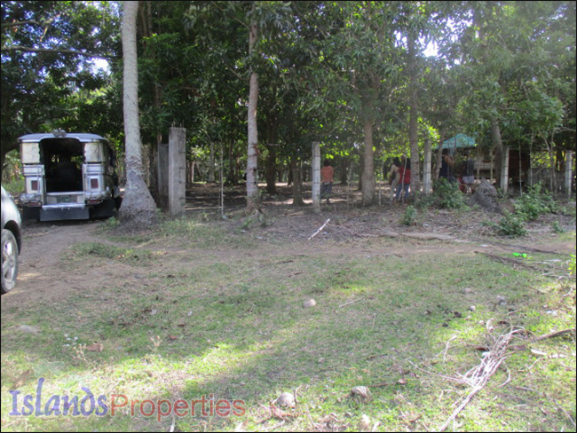 Small Farm with Mango Trees for Sale Planted with about 40 mango and fruit trees.