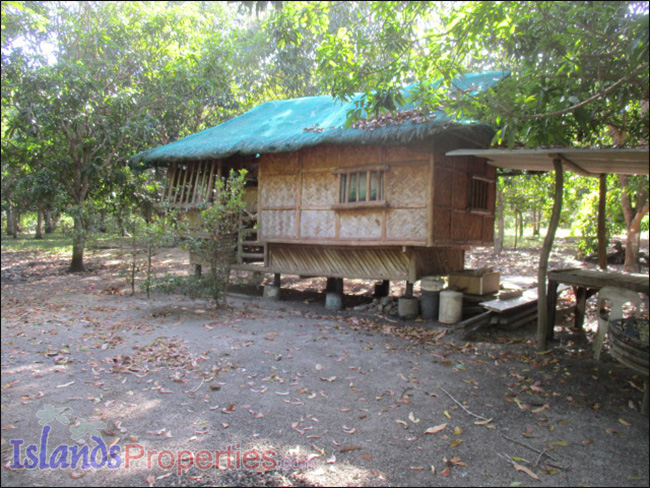 Small Farm with Mango Trees for Sale Planted with about 40 mango and fruit trees. A hut