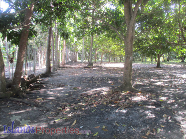 Small Farm with Mango Trees for Sale Planted with about 40 mango and fruit trees.