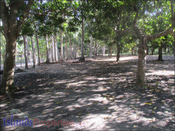 Small Farm with Mango Trees for Sale Planted with about 40 mango and fruit trees.