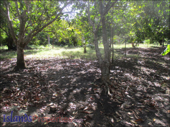 Small Farm with Mango Trees for Sale Planted with about 40 mango and fruit trees.