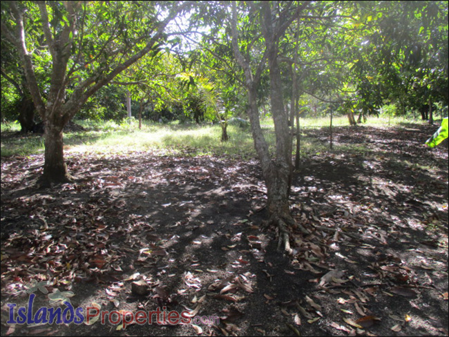 Small Farm with Mango Trees for Sale Planted with about 40 mango and fruit trees.