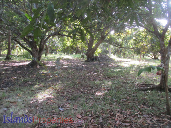 Small Farm with Mango Trees for Sale Planted with about 40 mango and fruit trees.