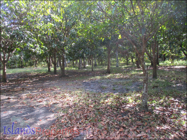 Small Farm with Mango Trees for Sale Planted with about 40 mango and fruit trees.