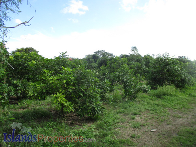 Beautiful Farm for Sale Planted with thousands of Rambutan, sinturis and calamansi trees. Flat terrain