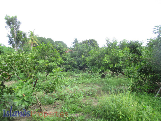 Beautiful Farm for Sale Planted with thousands of Rambutan, sinturis and calamansi trees. Flat terrain