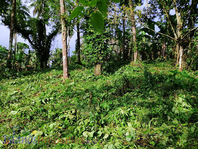 Cocoland For Sale Planted with more or less 400 coconut trees and some other fruit trees. some coconut trees and other fruit bearing trees.