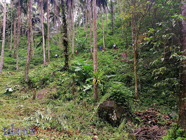 Cocoland For Sale Planted with more or less 400 coconut trees and some other fruit trees. some coconut trees and other fruit bearing trees.